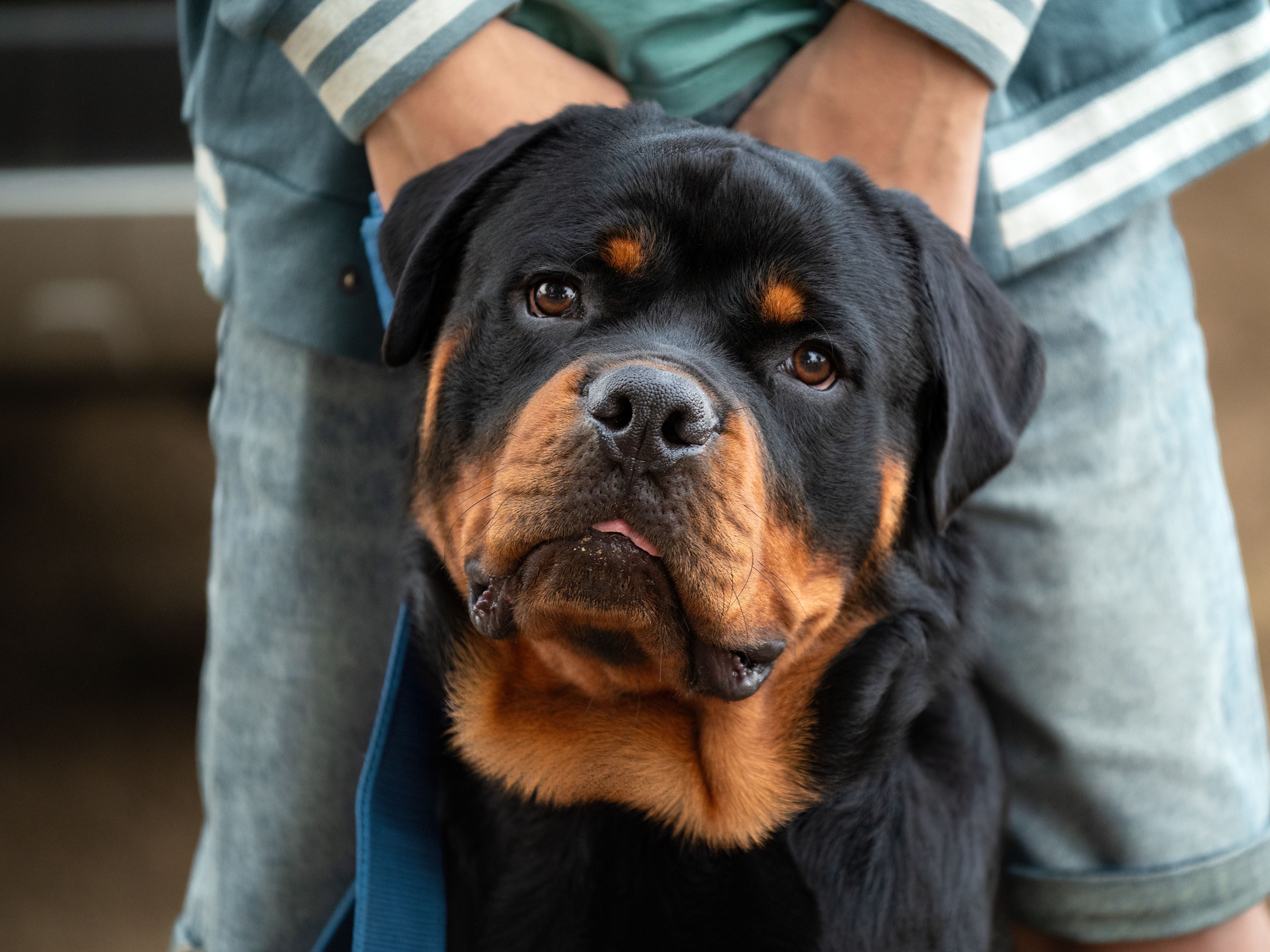 large dog on Pawganix