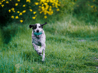 Senior adult dog playing comfortably 