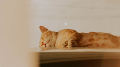 Relaxed tabby cat resting calmly in a sunny spot