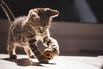 Tabby kitten playing energetically with a toy