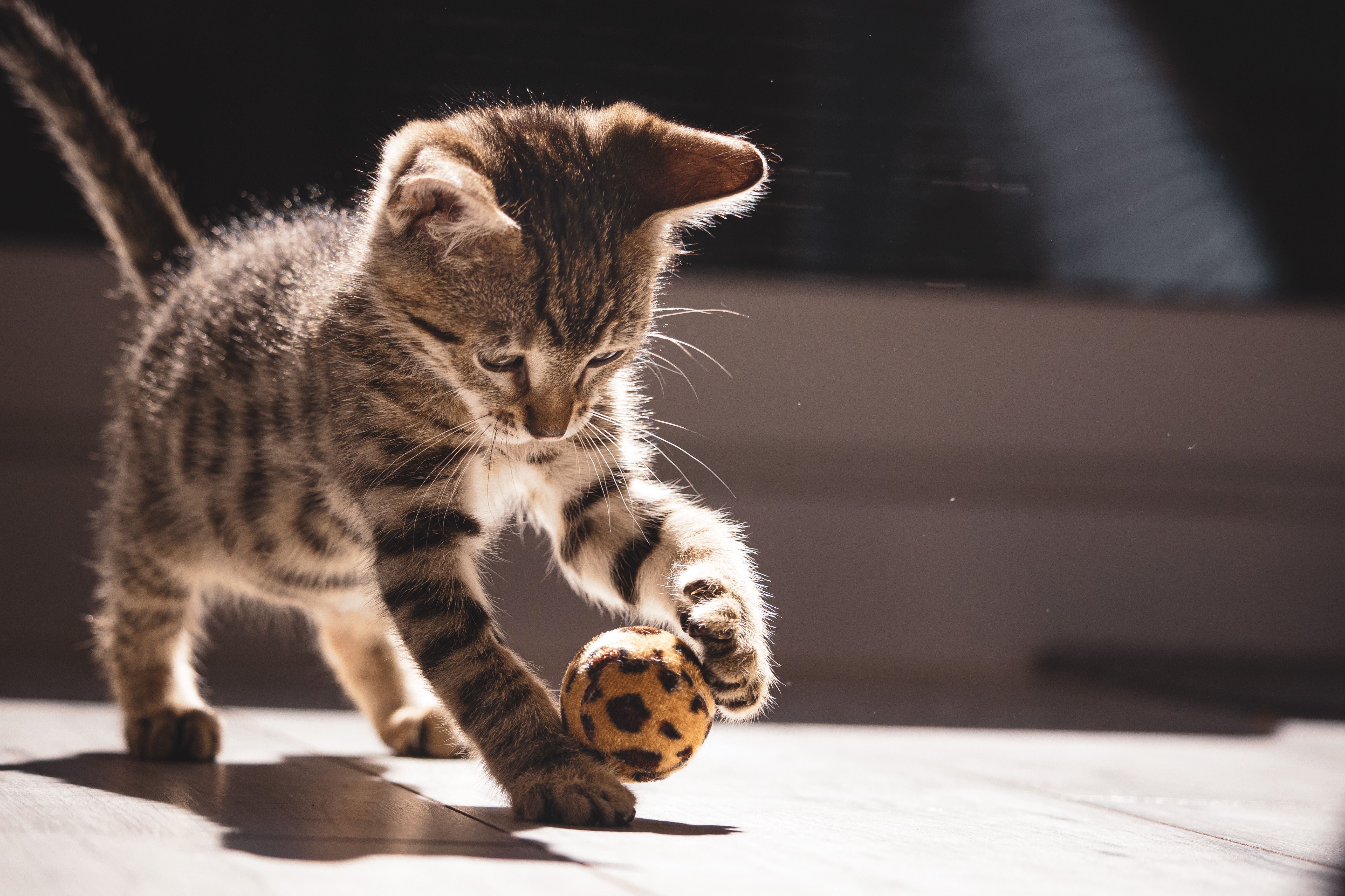 Tabby kitten playing energetically with a toy