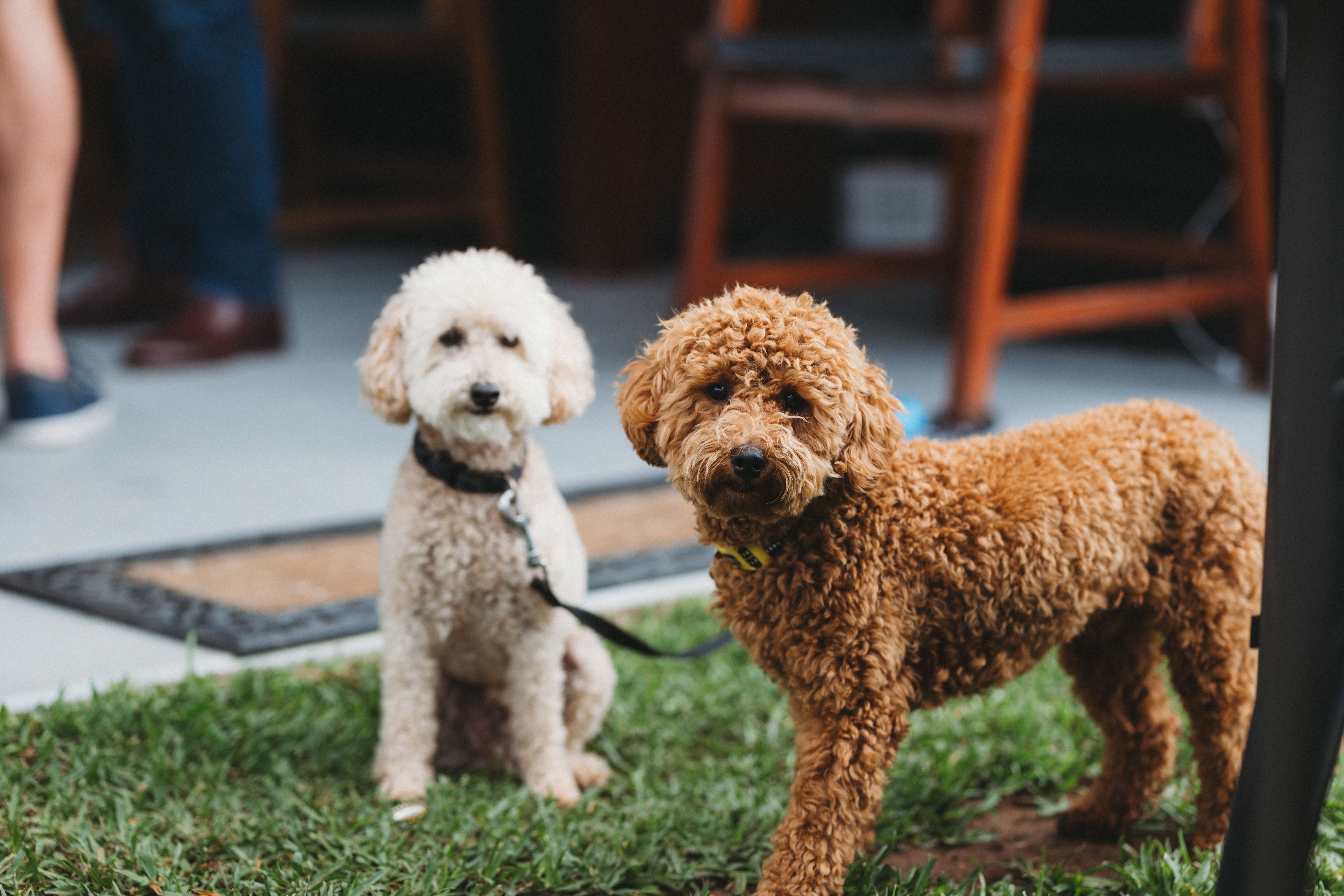 Two adorable poodles enjoying the outdoors in Maitland, NSW, Australia