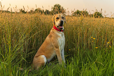 great dane