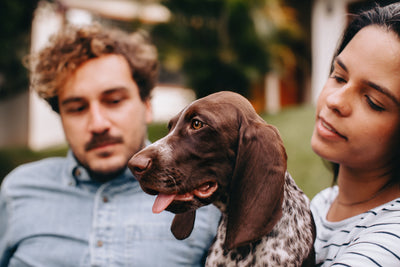Adult dog with clean healthy ears relaxed 