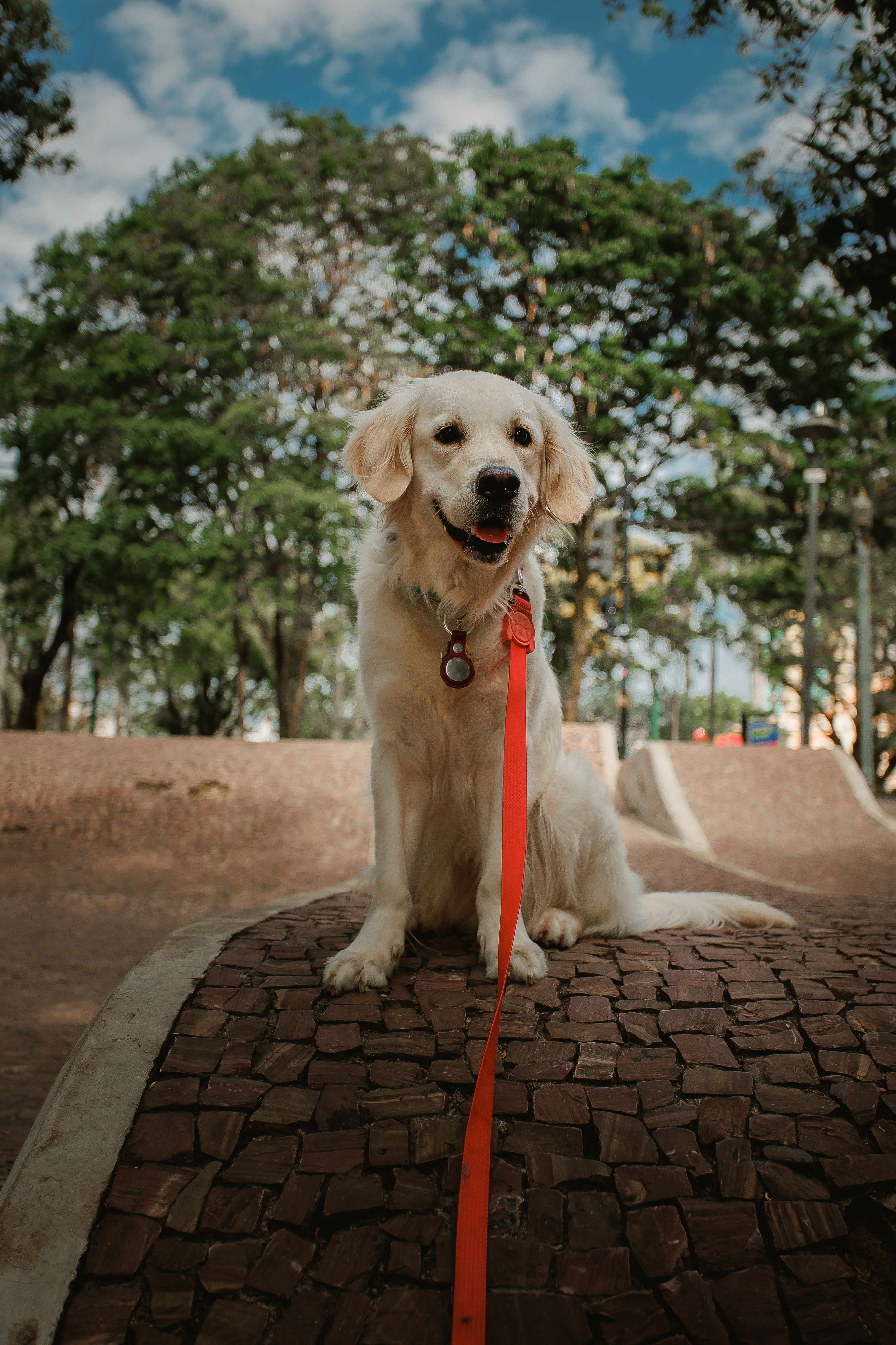 Golden Retriever 