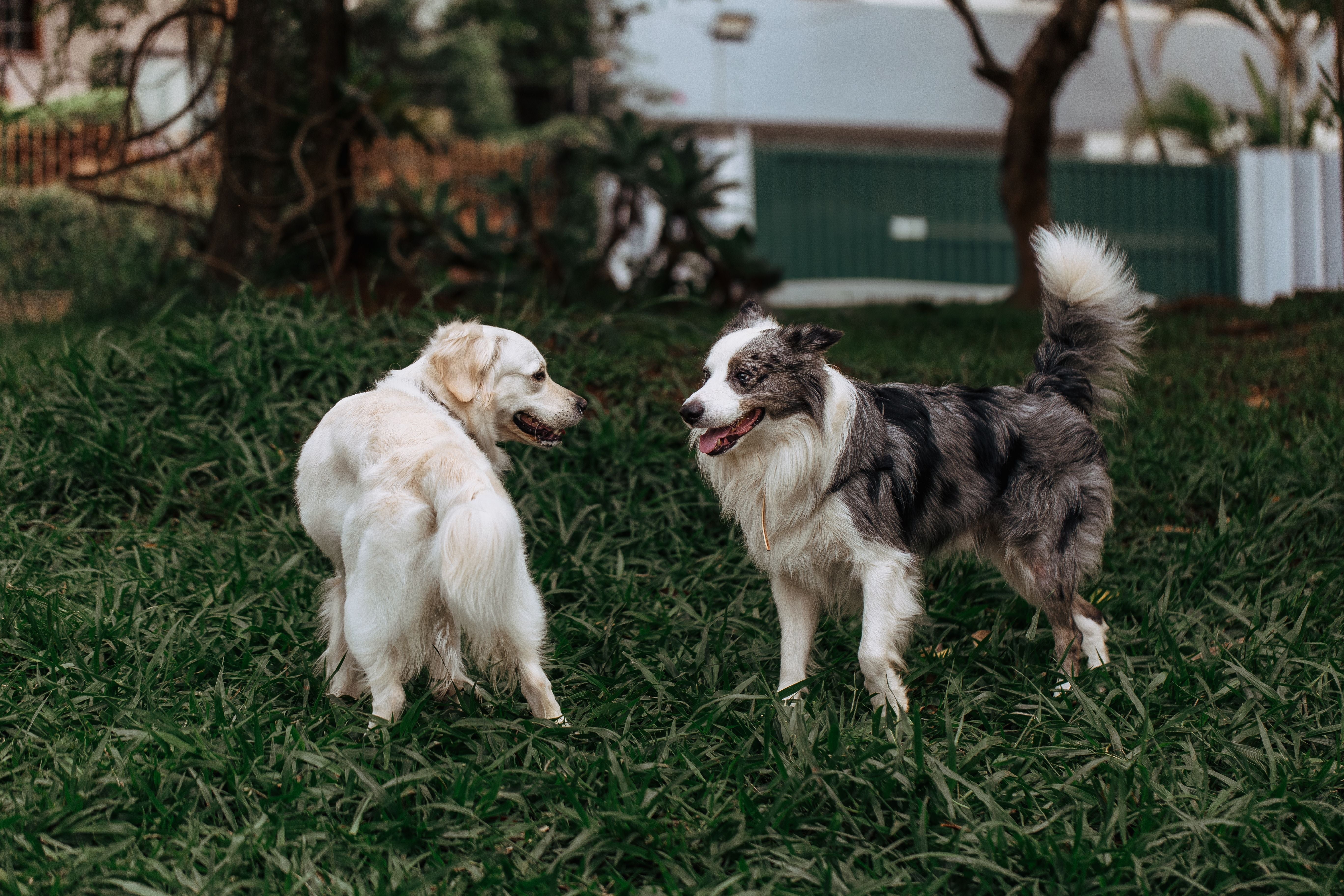 Happy alert dog outdoors tail visible healthy