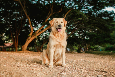 Large breed dog walking outdoors active and mobile