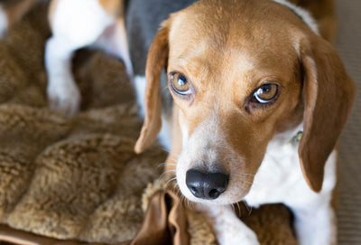 Beagle puppy resting calmly indoors healthy