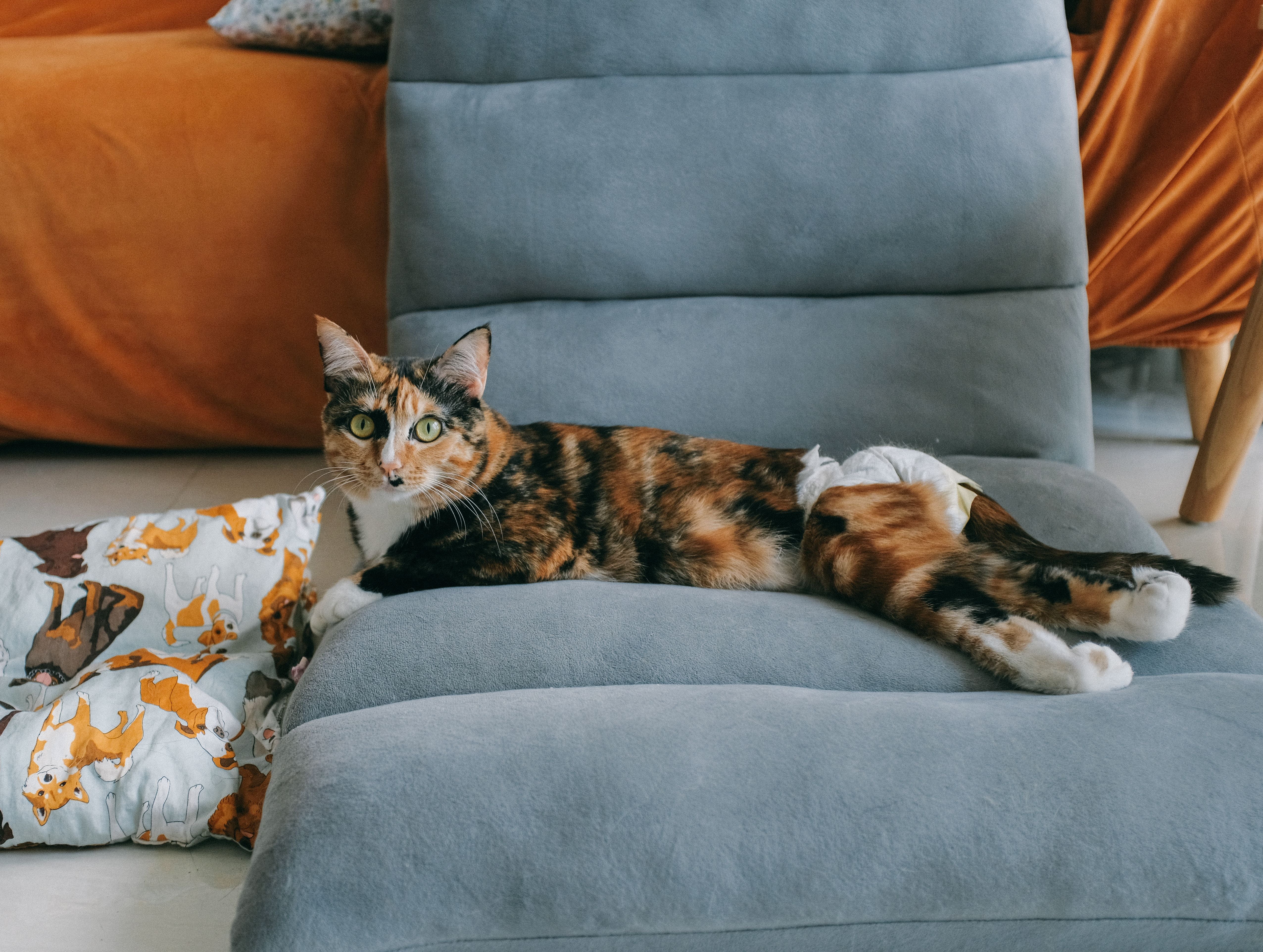 Calico cat resting calmly on a sofa in a bright living room