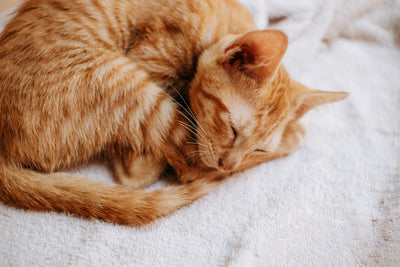 Ginger cat sleeping curled up calmly indoors