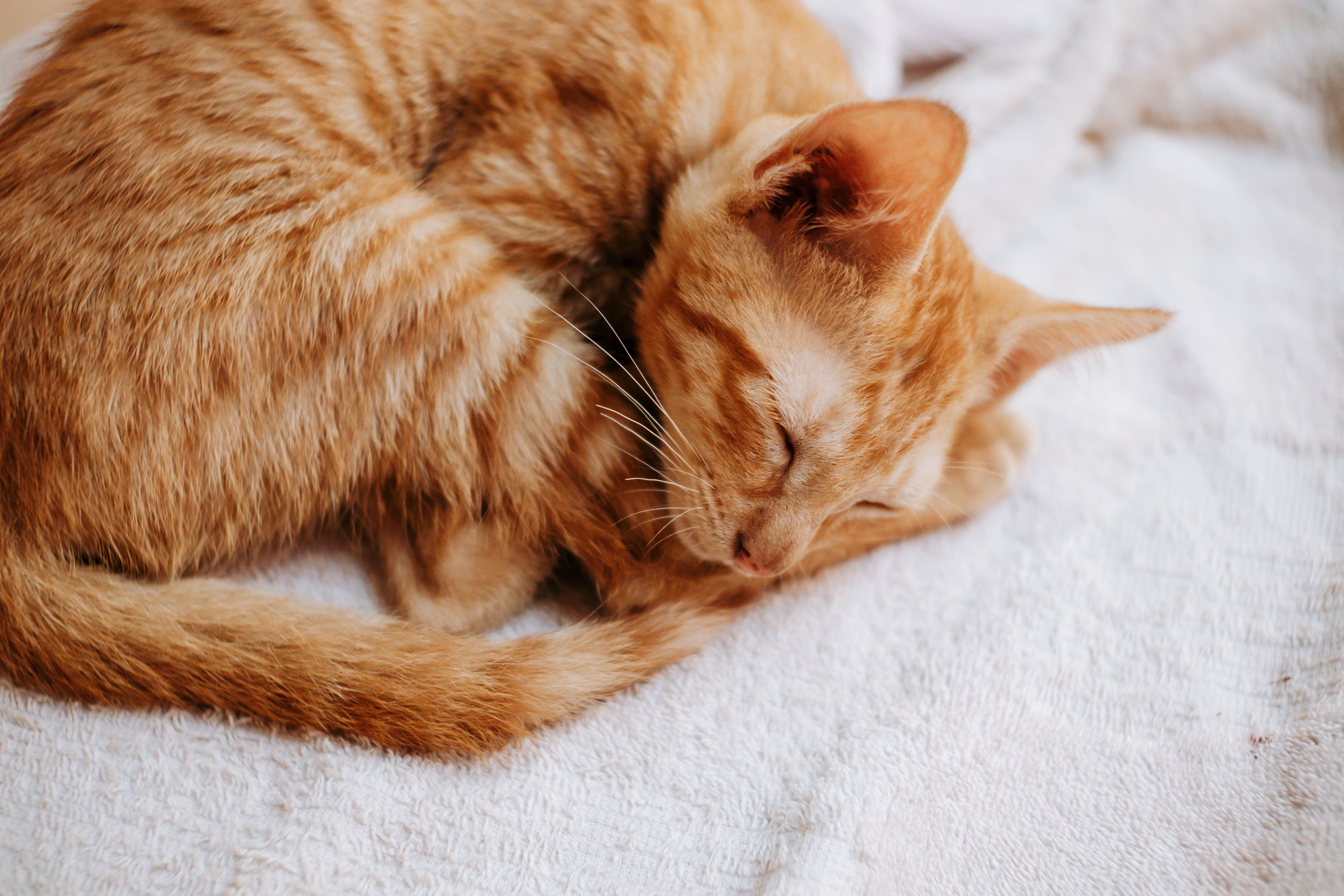 Ginger cat sleeping curled up calmly indoors