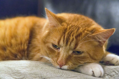 Relaxed cat resting calmly indoors close up