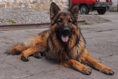 german shepherd