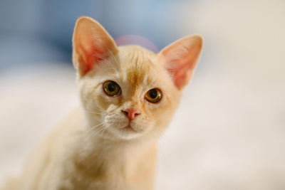 Burmese cat