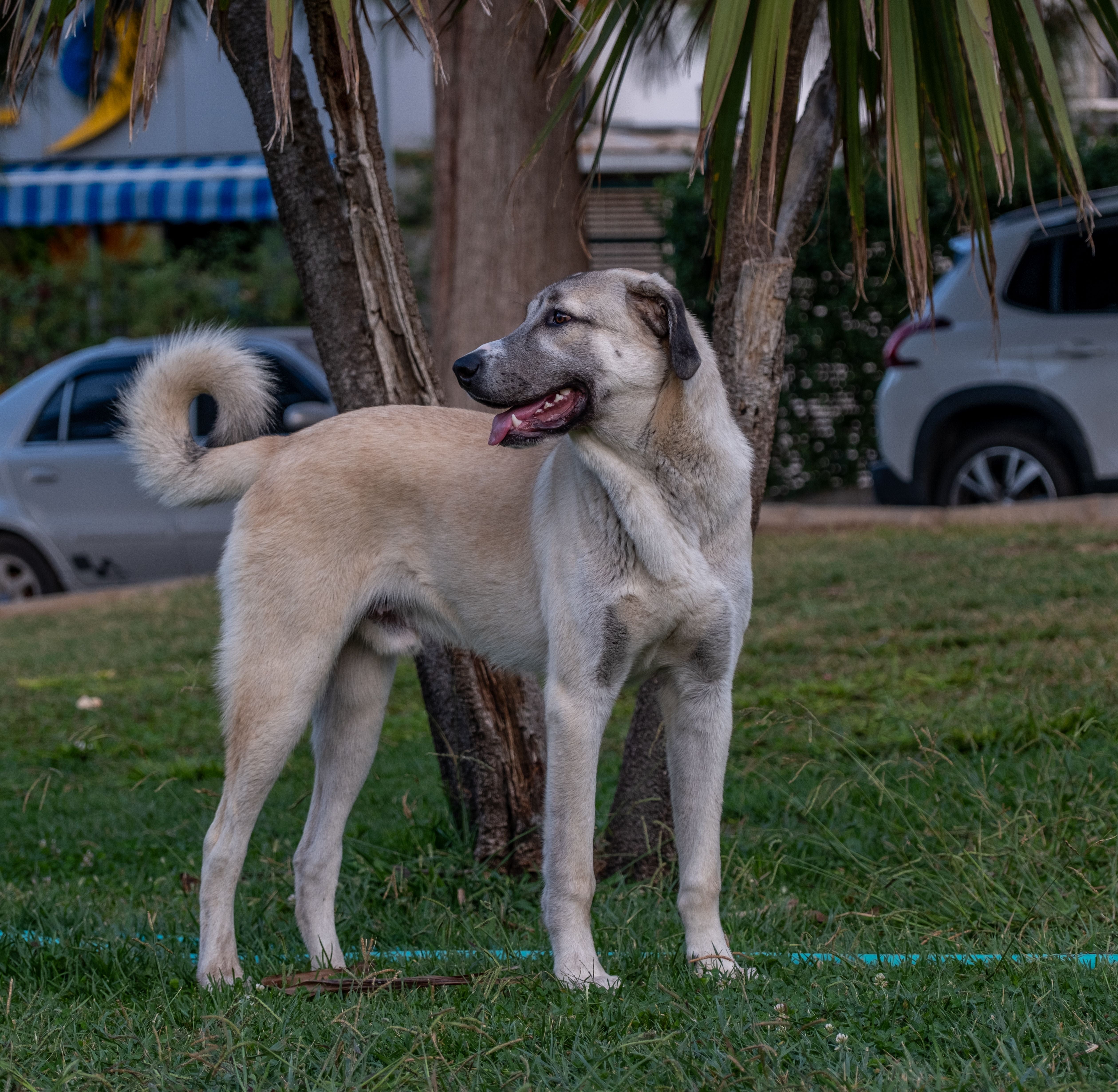 Kangal dog relaxing outdoors at sunset