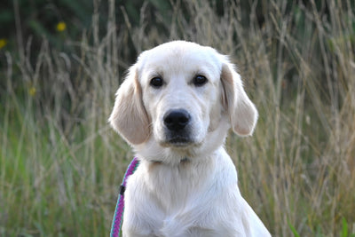 Golden Retriever puppy portrait outdoors healthy