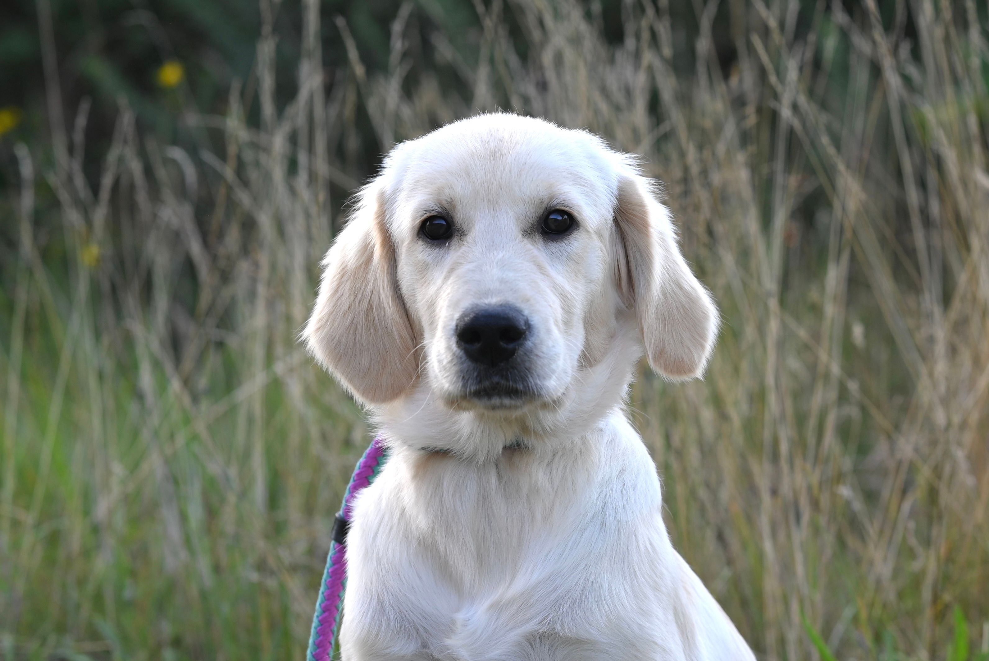 Golden Retriever puppy portrait outdoors healthy