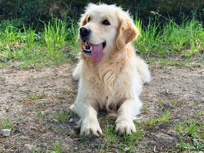 Golden Retriever Puppy Joint Health: The Complete Guide | Pawganix