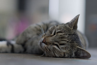 Calm tabby cat resting peacefully on its side