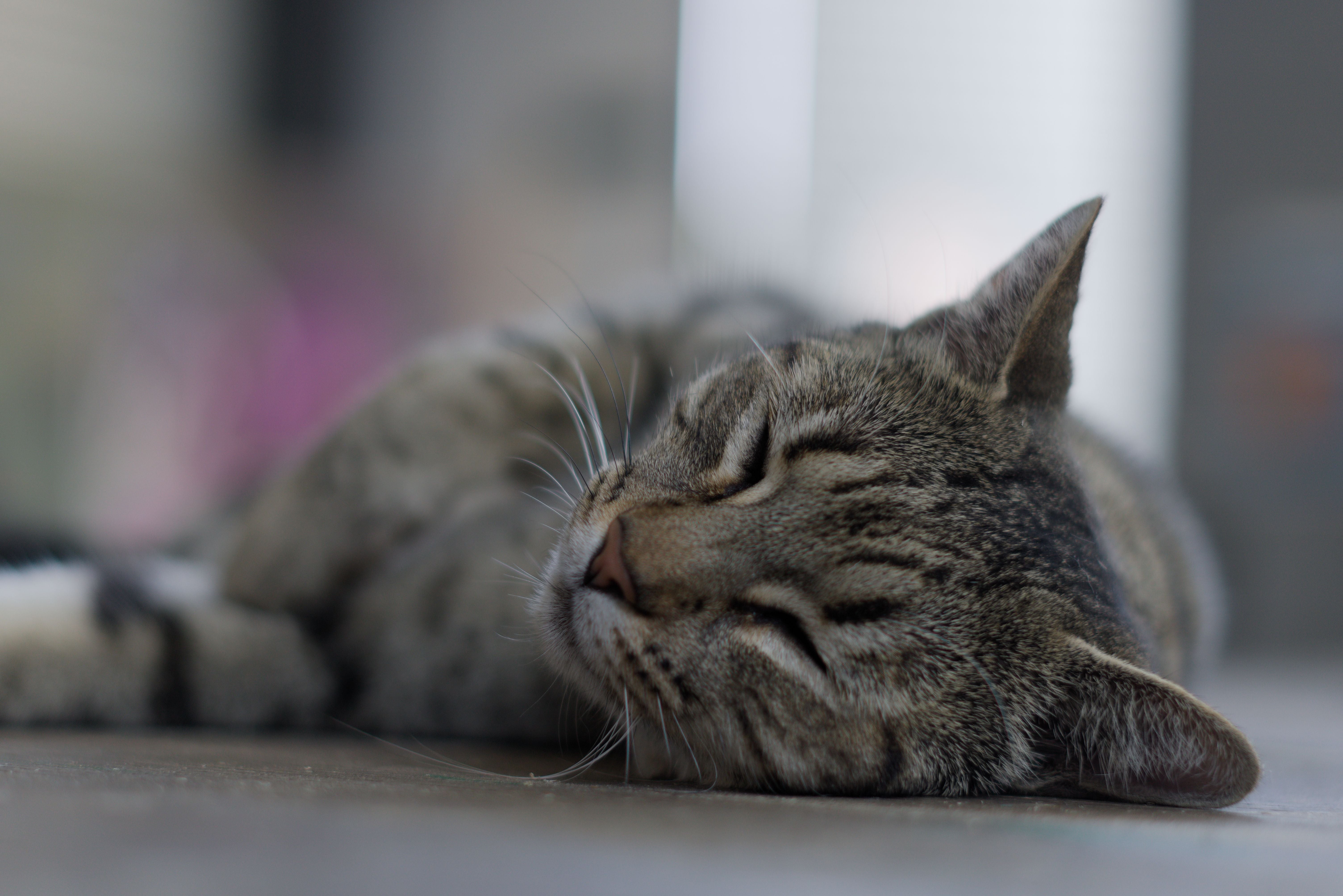 Calm tabby cat resting peacefully on its side