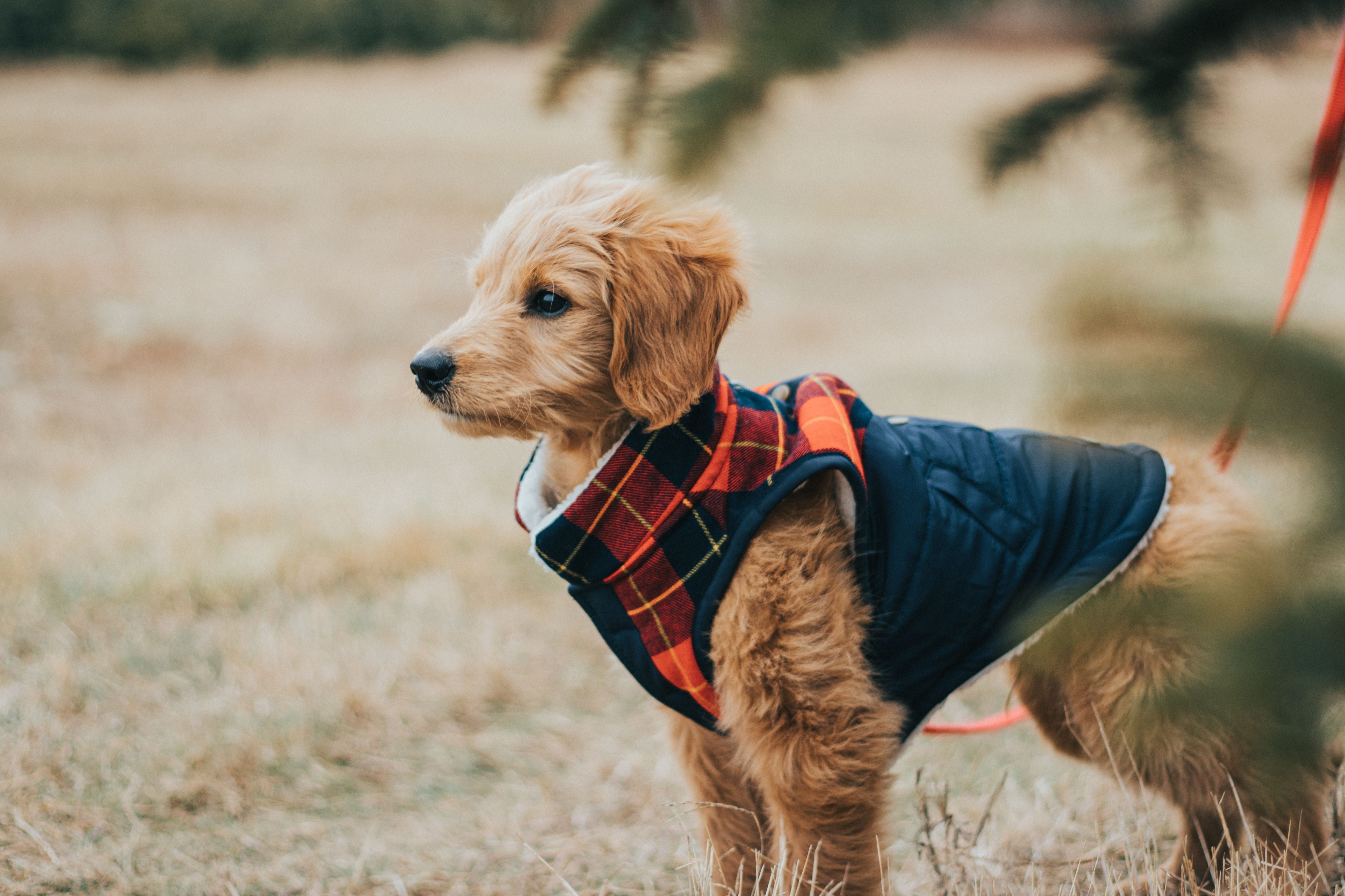 goldendoodle