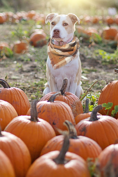Pumpkin for Dogs: What Is Safe and What to Avoid | Pawganix