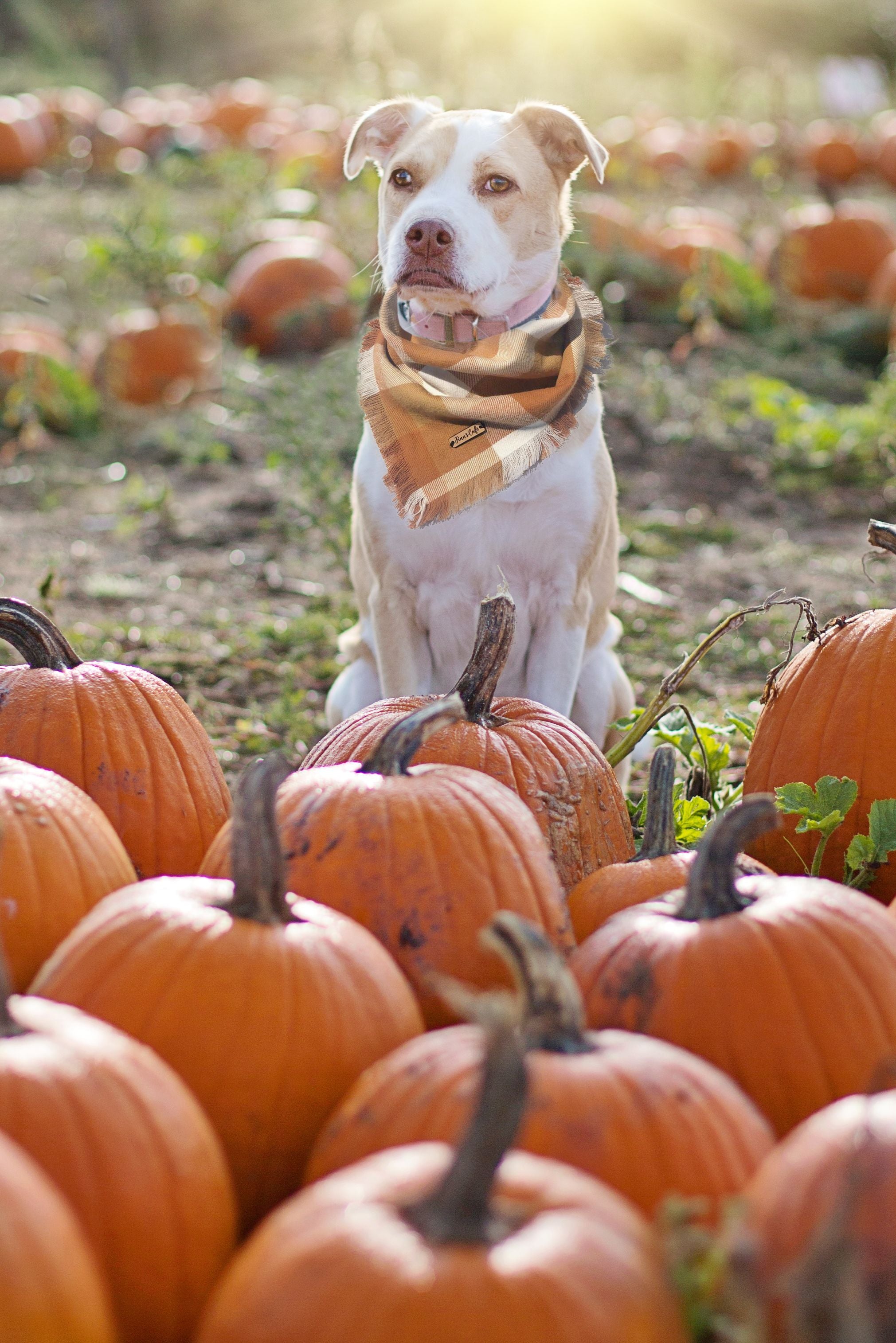 Pumpkin for Dogs: What Is Safe and What to Avoid | Pawganix