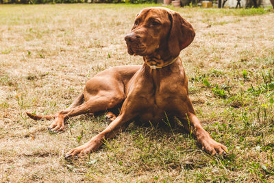 bloodhound