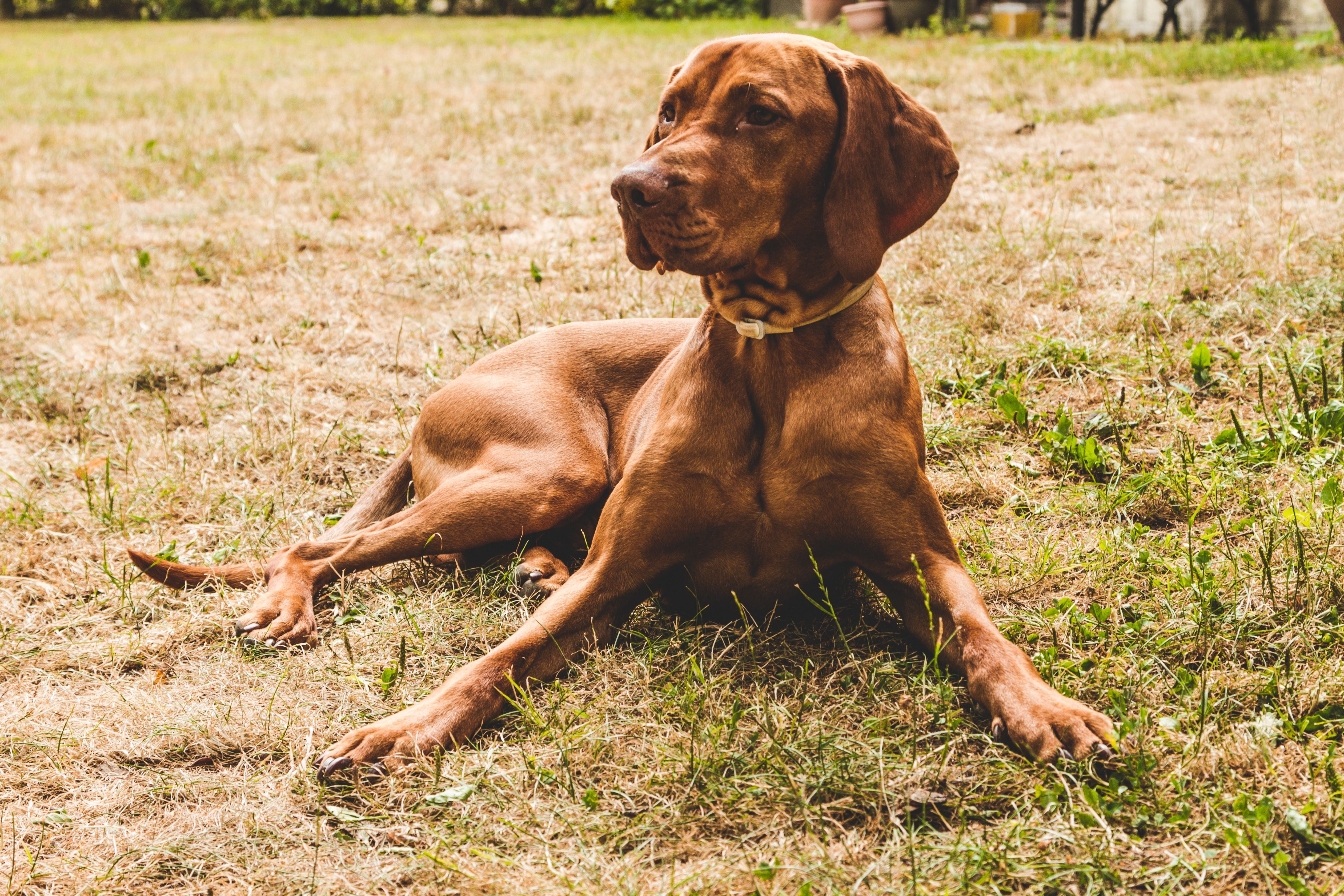 bloodhound