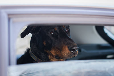 Healthy adult large breed dog alert and curious
