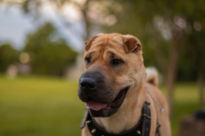 Shar-Pei 