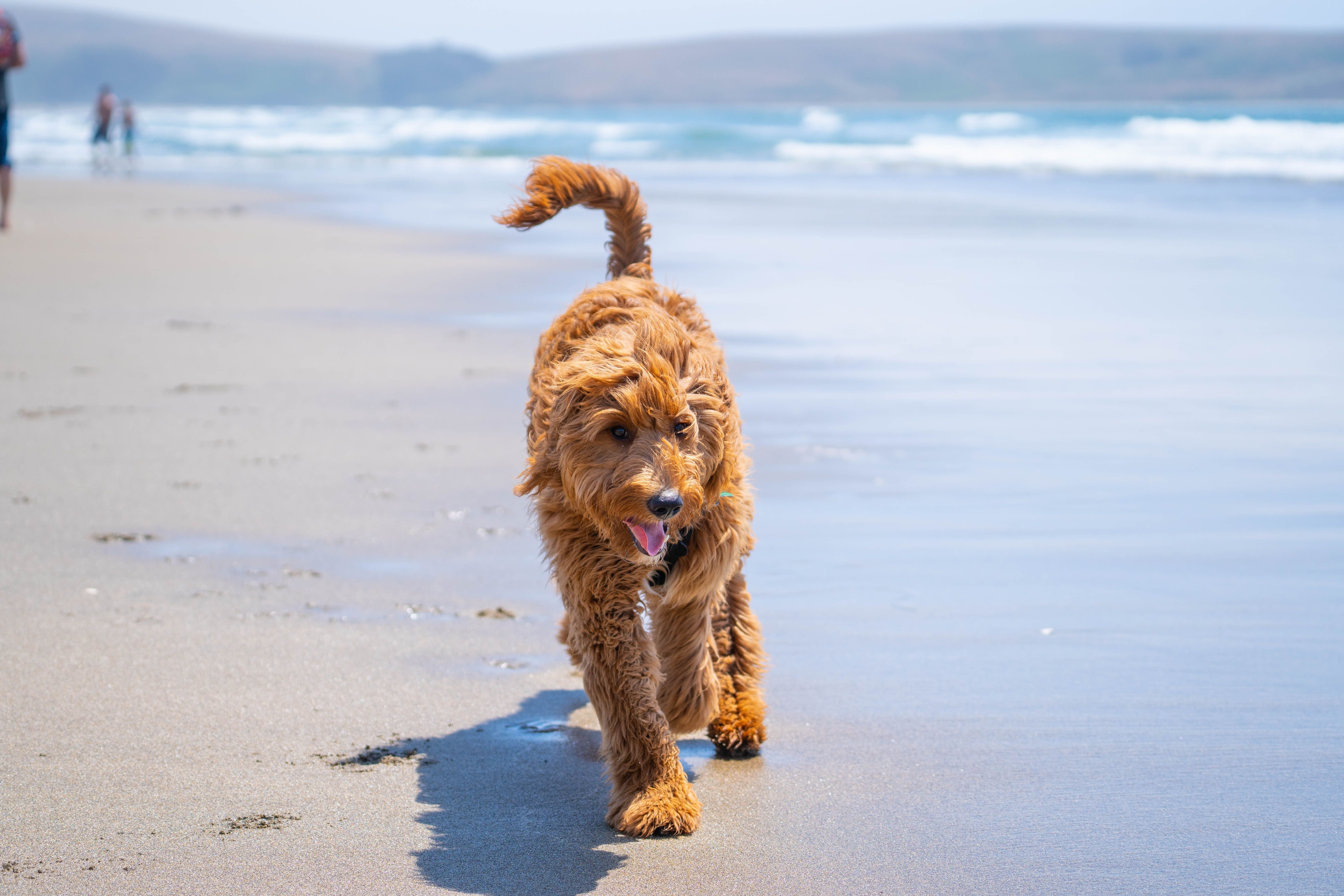 Goldendoodle