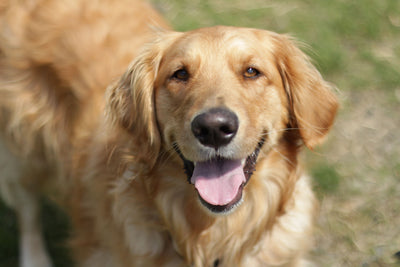  Adult dog standing alert and healthy outdoors