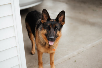 german-shepherd-stomach-problems-yeast-gut-health