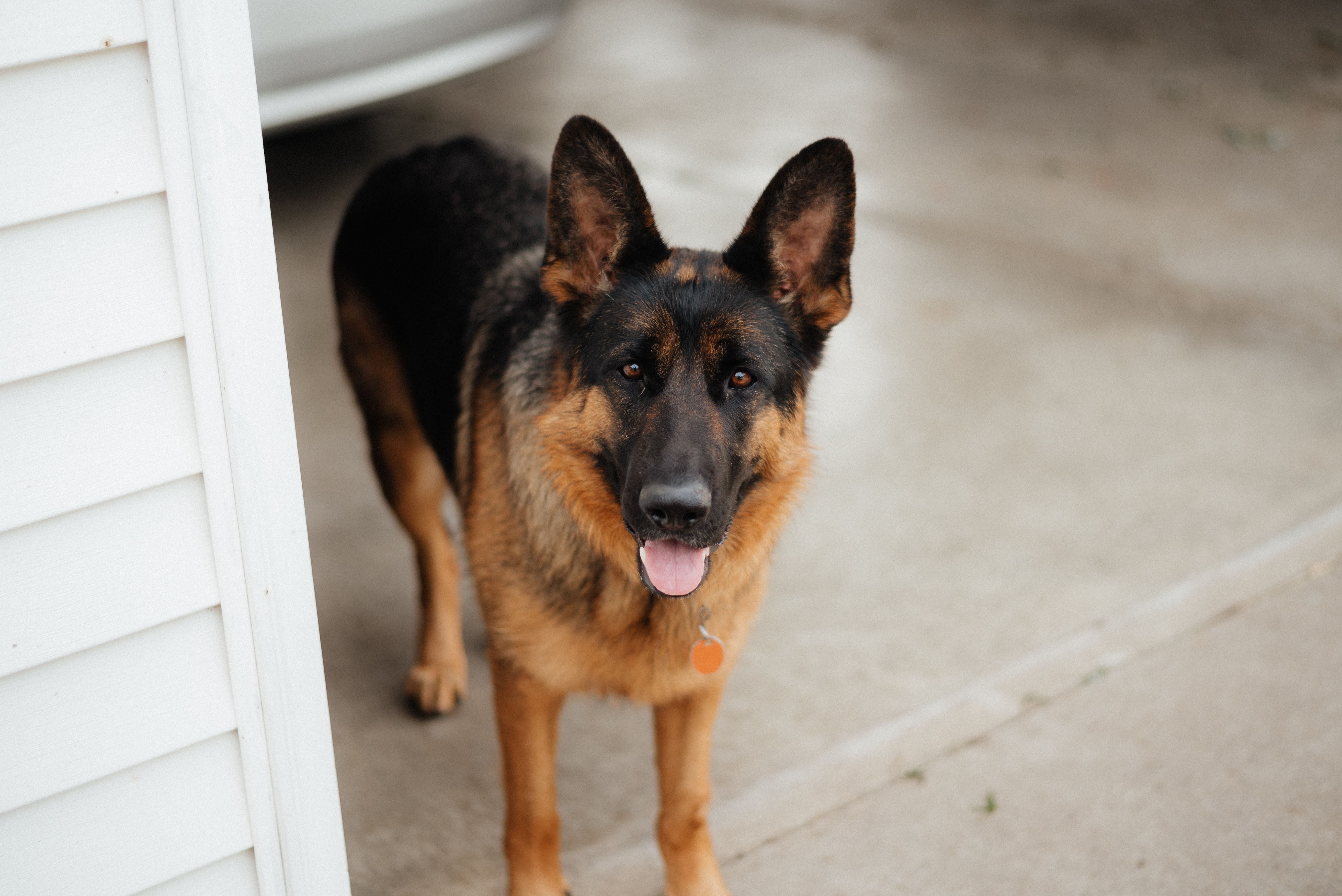 German Shepherd