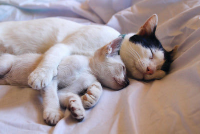 Two cats resting peacefully together indoors