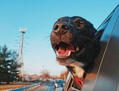 Pawgenix, Paw Genix, or Pawganix? You're in the Right Place | Pawganix