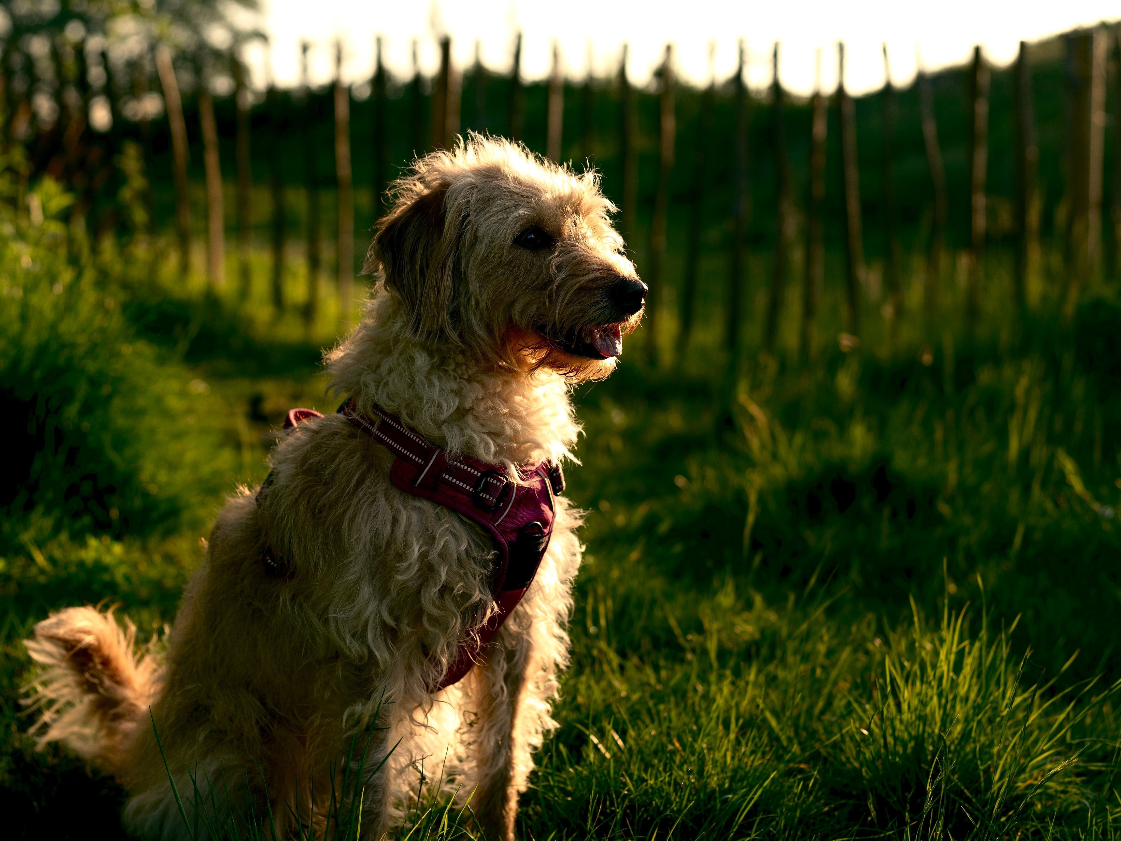 Labradoodle