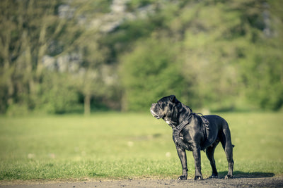 Cane Corso