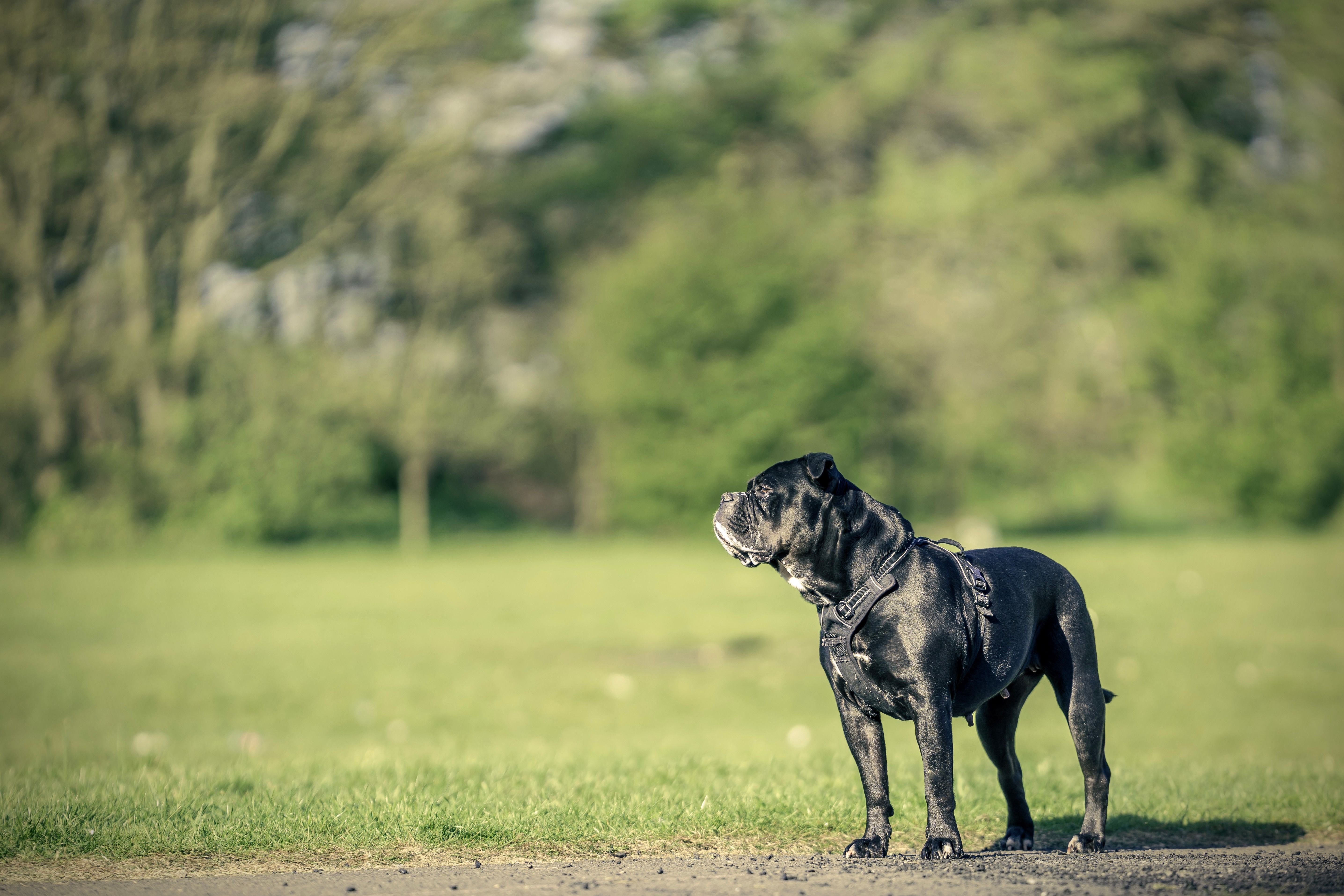 Cane Corso