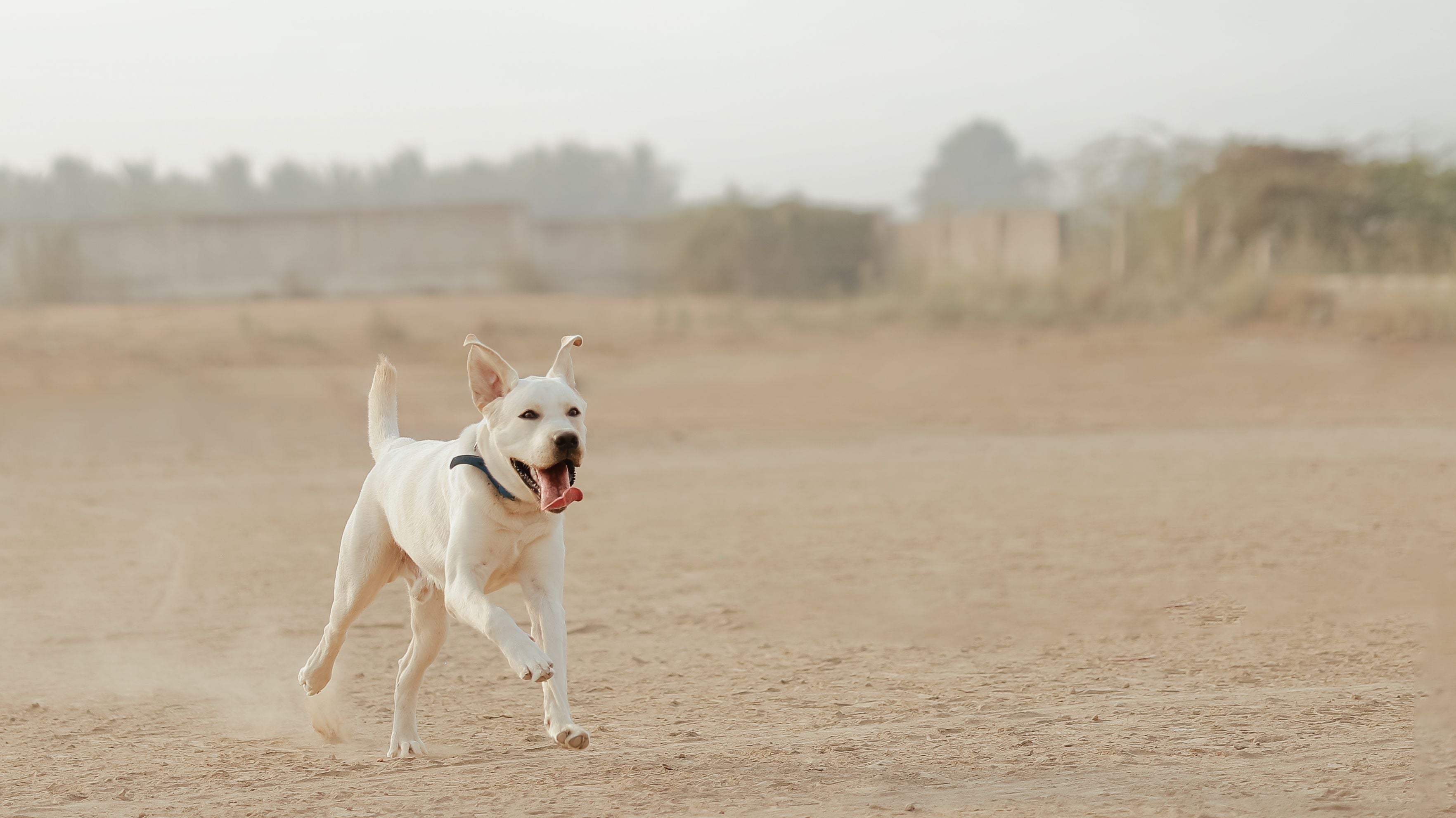 labrador-retriever-moveguard-growth-reviews