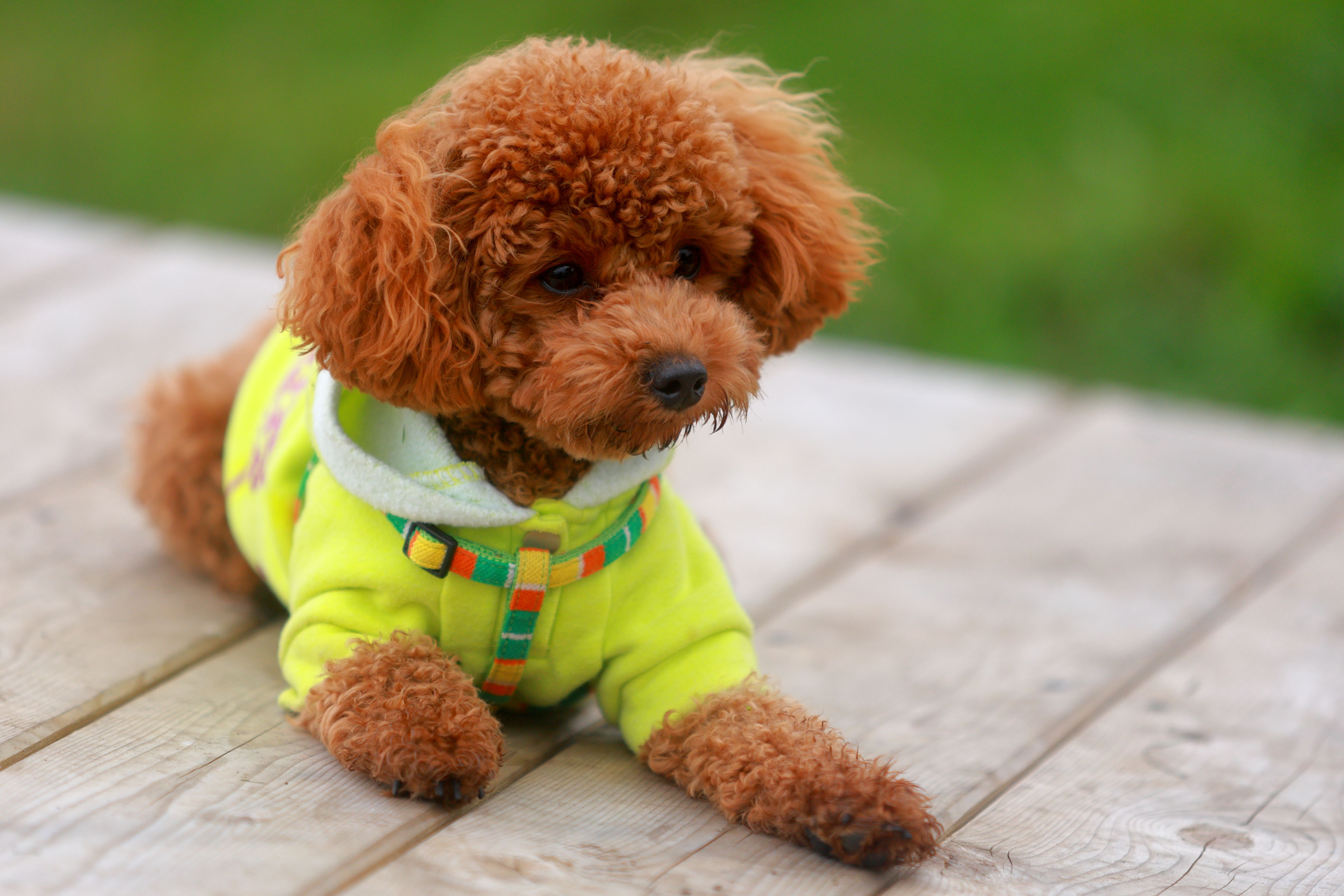 Poodle
