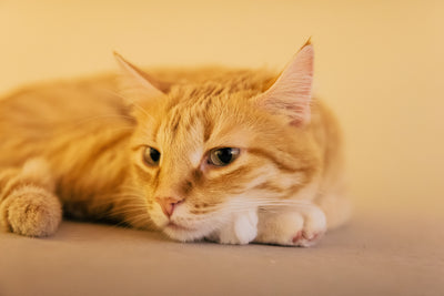 Peaceful cat resting calmly with eyes closed