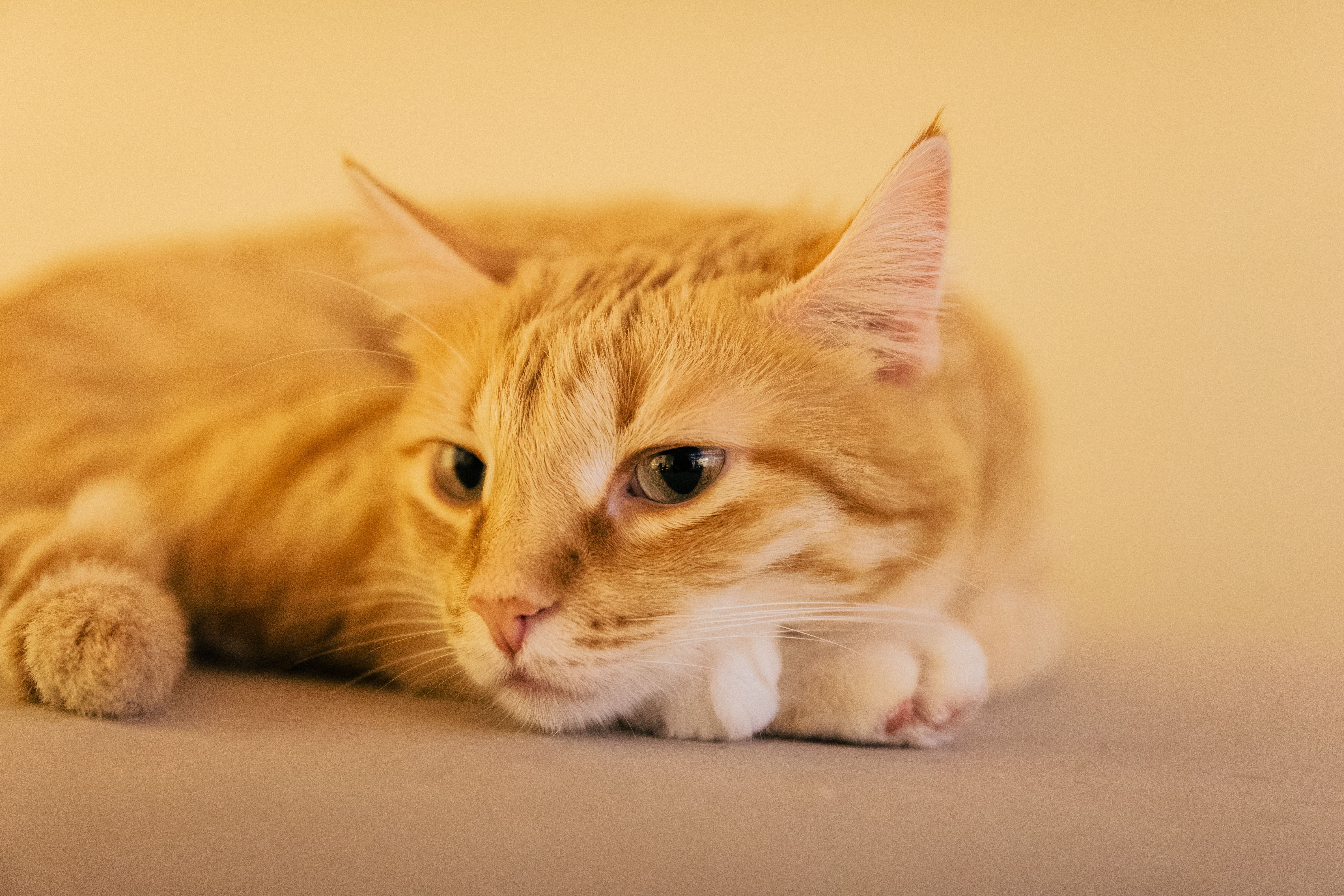Peaceful cat resting calmly with eyes closed
