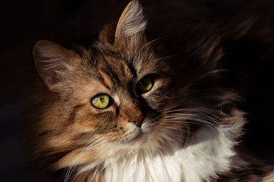 Norwegian Forest Cat