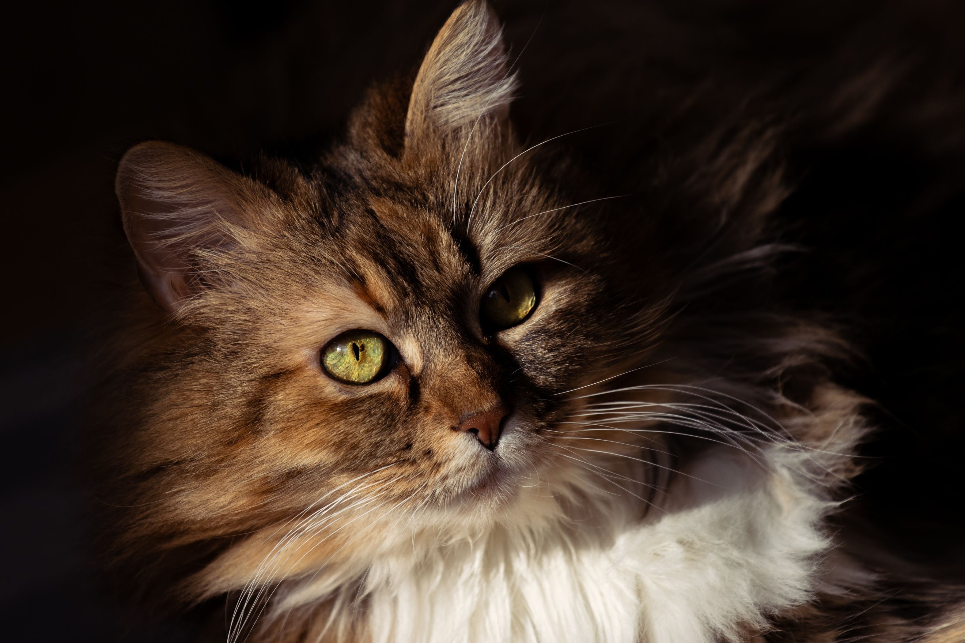 Norwegian Forest Cat