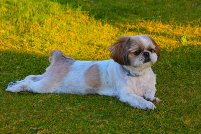Shih Tzu