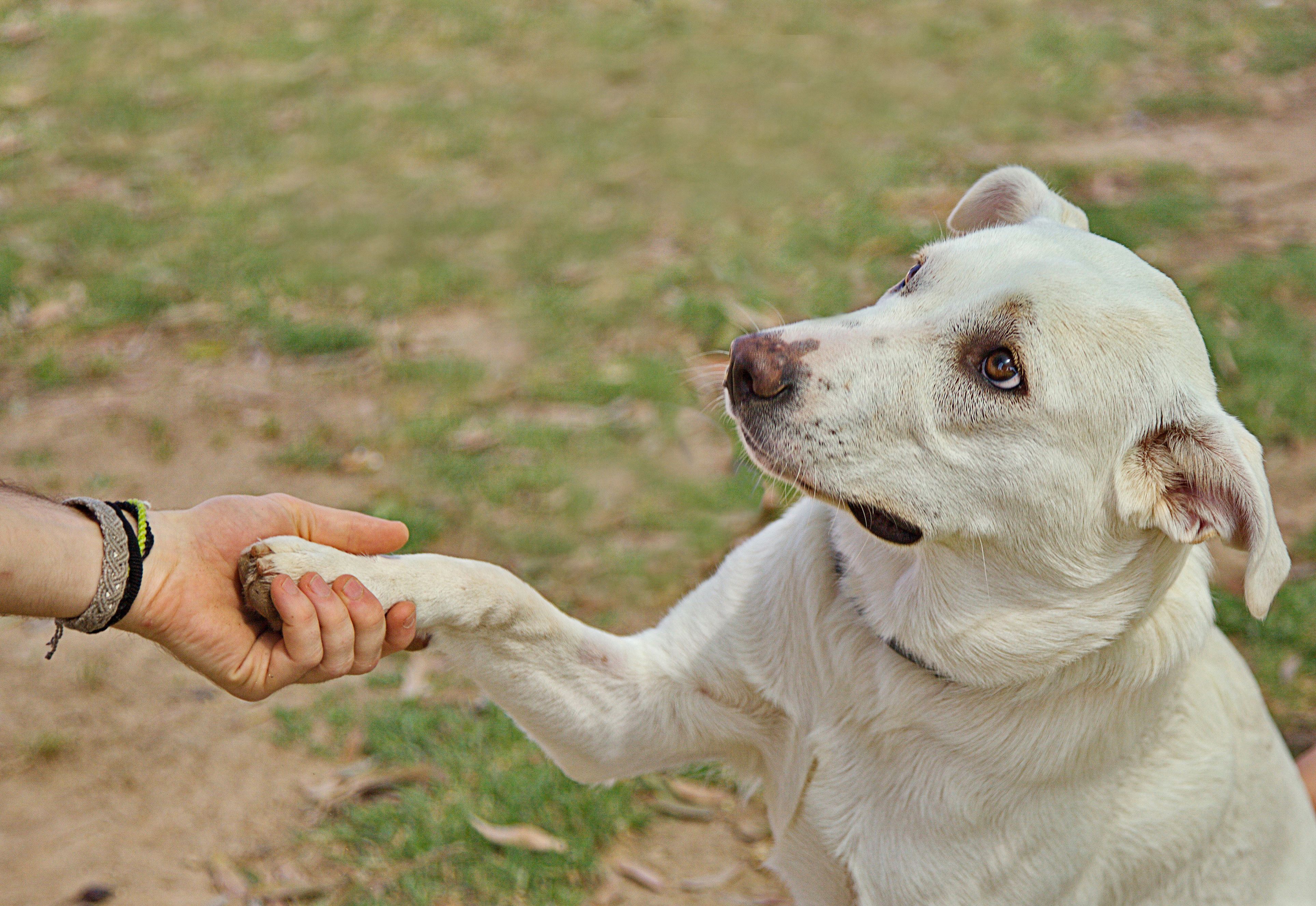 dog-ear-yeast-infection-chronic-home-treatment