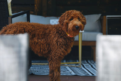 Goldendoodle