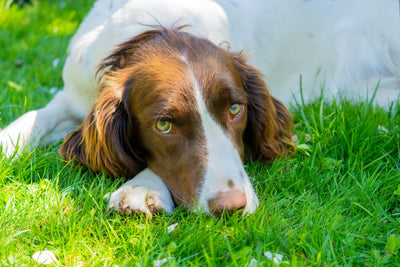 7 Signs Your Dog Has Poor Gut Health (Beyond Just Diarrhea)
